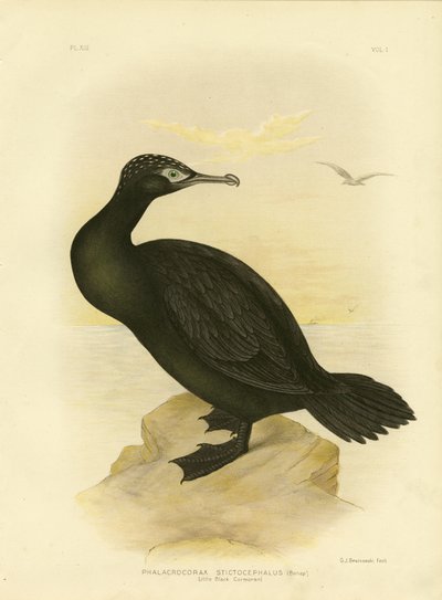 Little Black Cormorant, 1891 by Gracius Broinowski